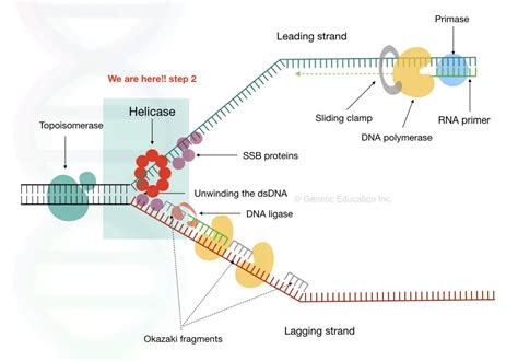 how does helicase unwind dna.